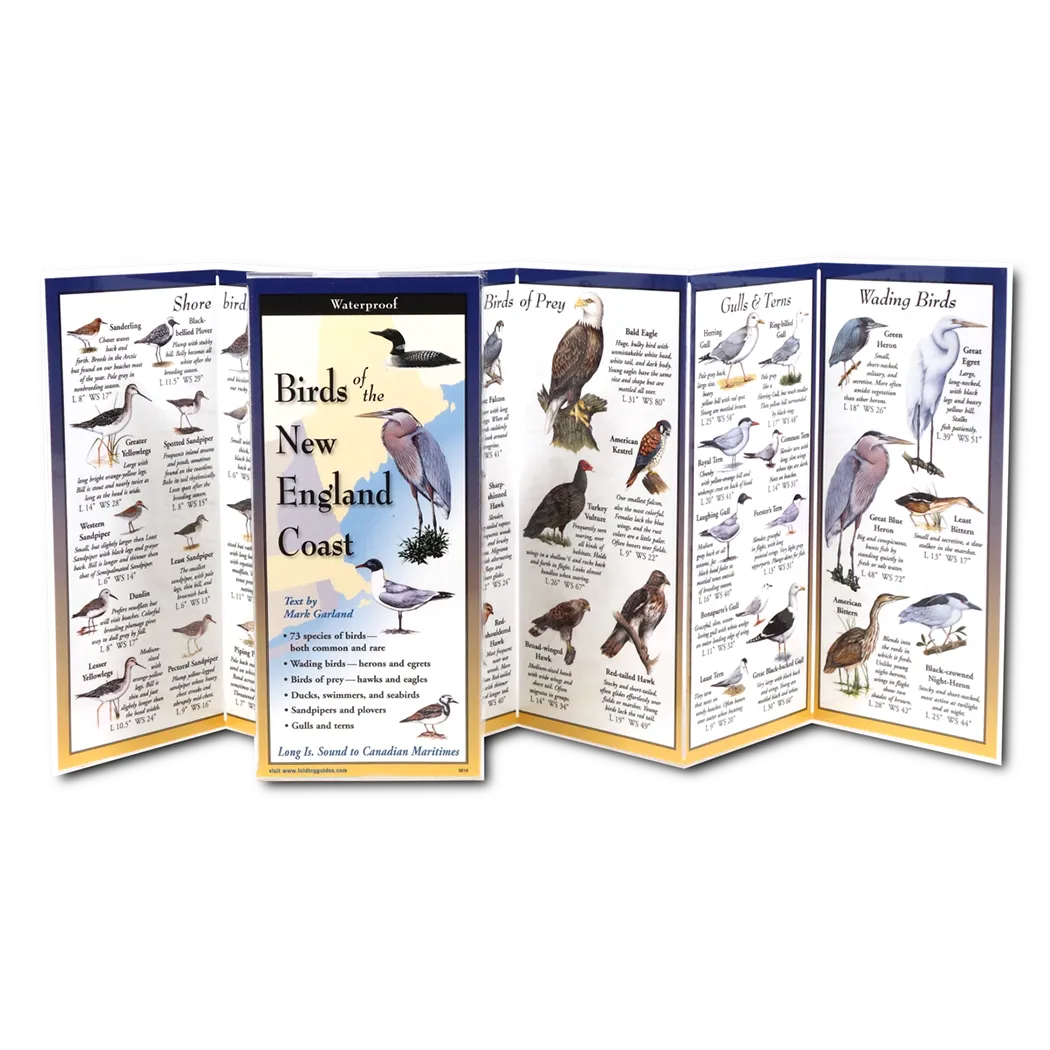 Birds of the New England Coast - Folding Guide