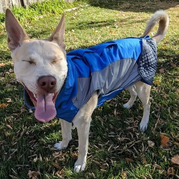 Glacier Bay Dog Winter Coat