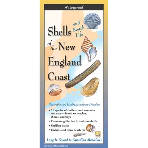 Shells and Beach Life of New England - Folding Guide