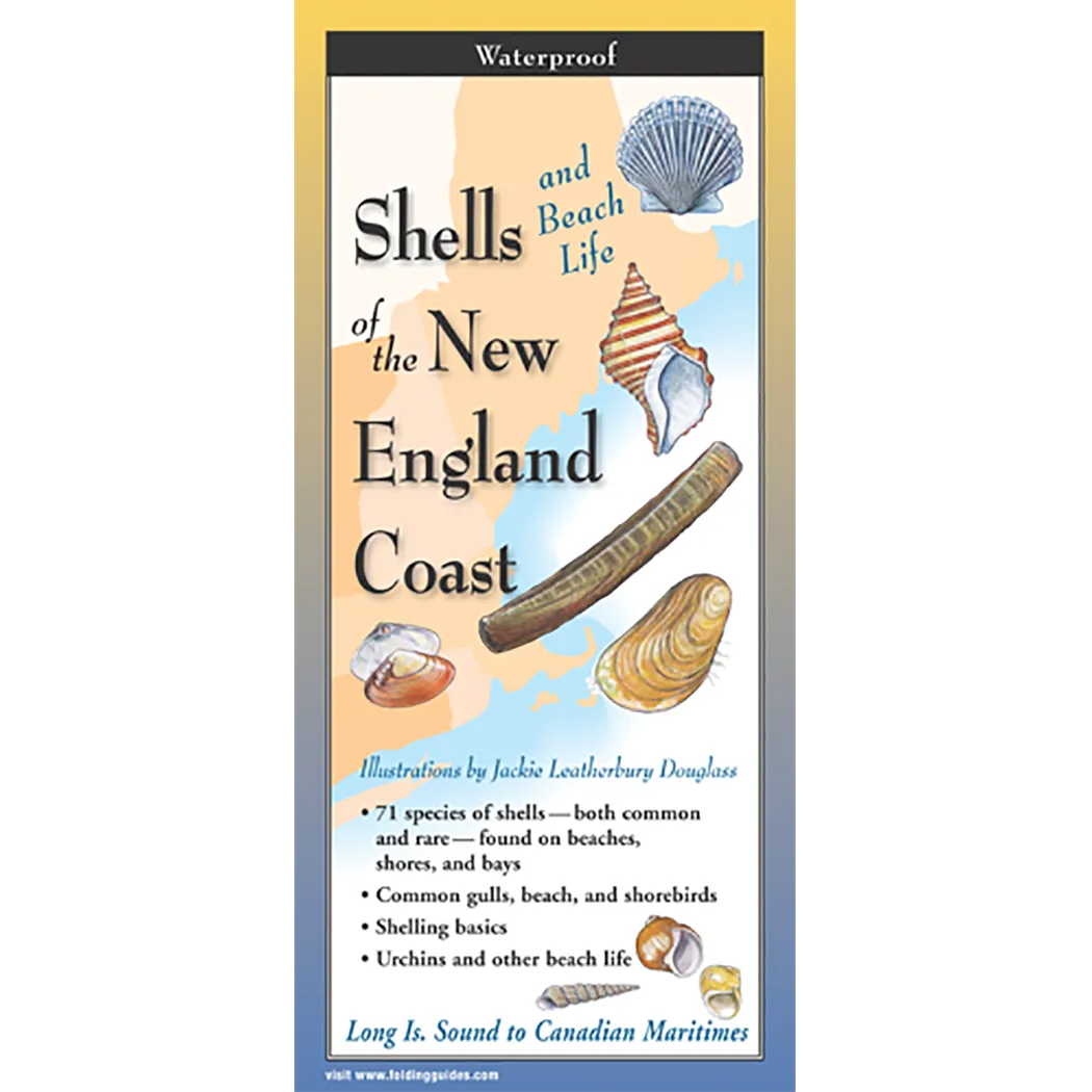 Shells and Beach Life of New England - Folding Guide