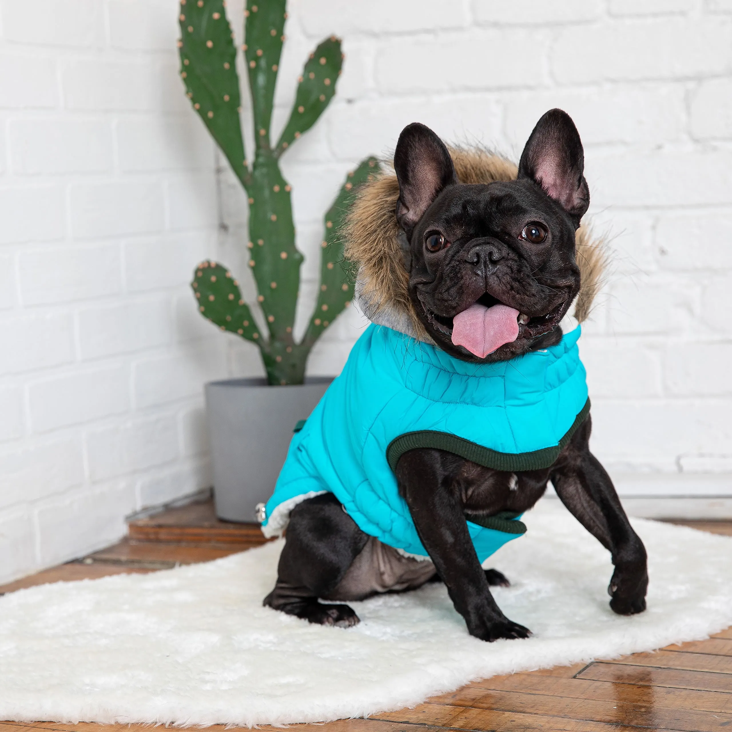 Winter Sailor Dog Parka - Aqua